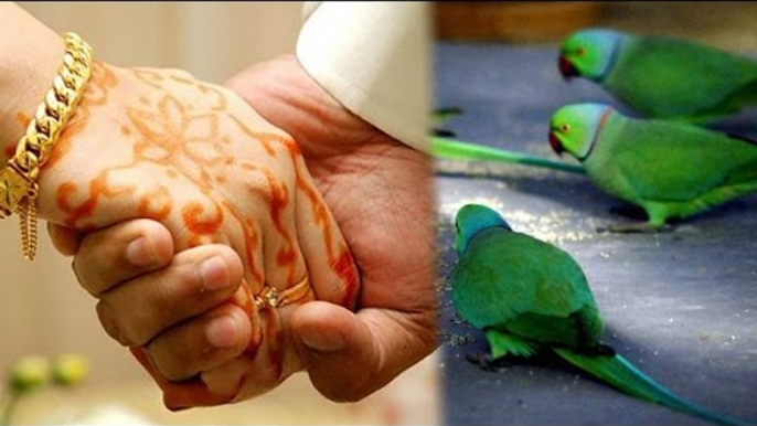 Kuwait man's extra marital affair exposed by pet parrot, wife files for divorce | Oneindia News