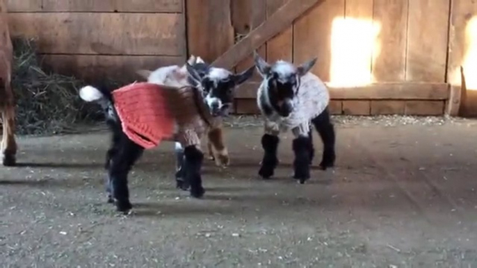 Ces bébés chèvres qui viennent de naitre apprennent à sauter et c'est trop mignon