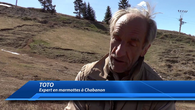 Alpes-de-Haute-Provence : les marmottes sont de retour à Chabanon !