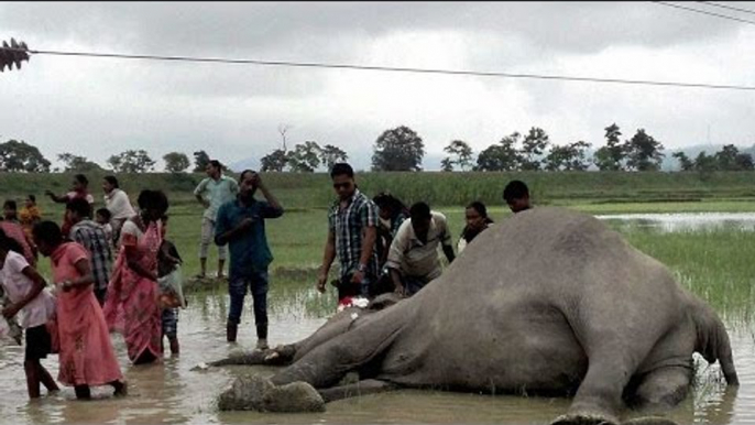 Tamil Nadu's captured elephant 'Maharaj' died mysteriously in Anamalai | Oneindia News