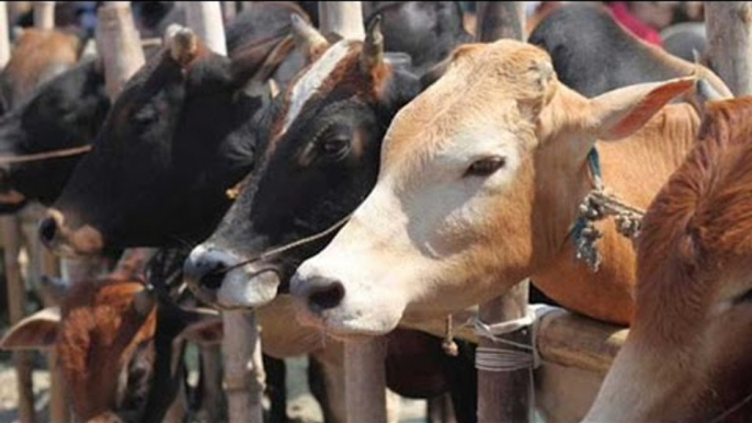 Bombay HC lifts ban on beef consumption in Maharashtra | Oneindia News