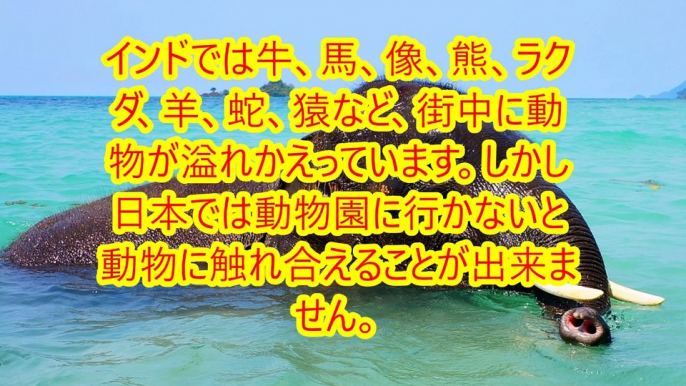 海外の反応 日本在住のインド人が日本とインドの生活面と文化の違いを語る 高速鉄道がない、食生活の違い、など色々あるようです わかば