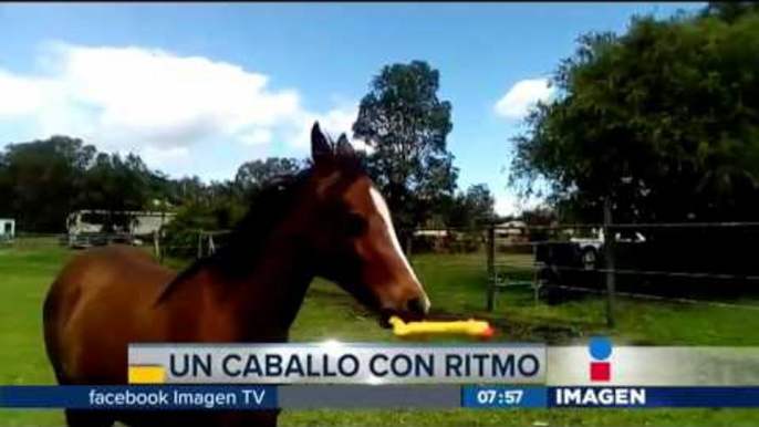 Caballo se entretiene con pollito de hule