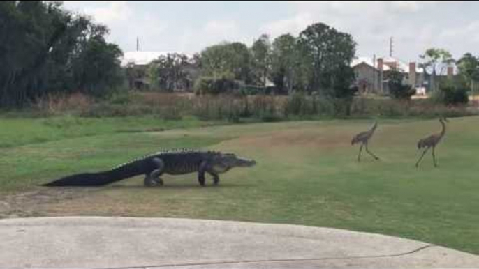 Gator Slowly Stalks Two Cranes Across Florida Golf Course