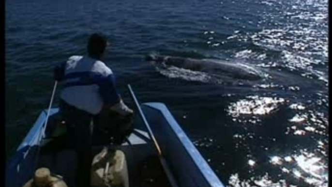 Voyage au pays des baleines