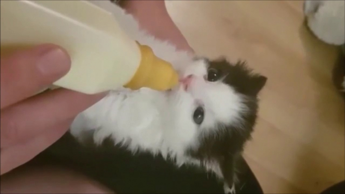 Quoi de plus mignon que ce chaton nourrit au biberon... ADORABLE