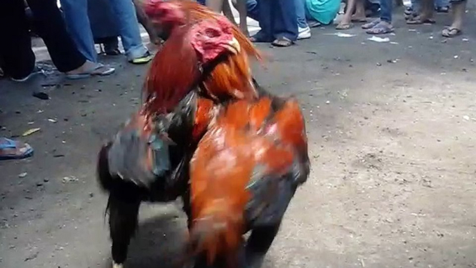 best of aseel rooster fighting