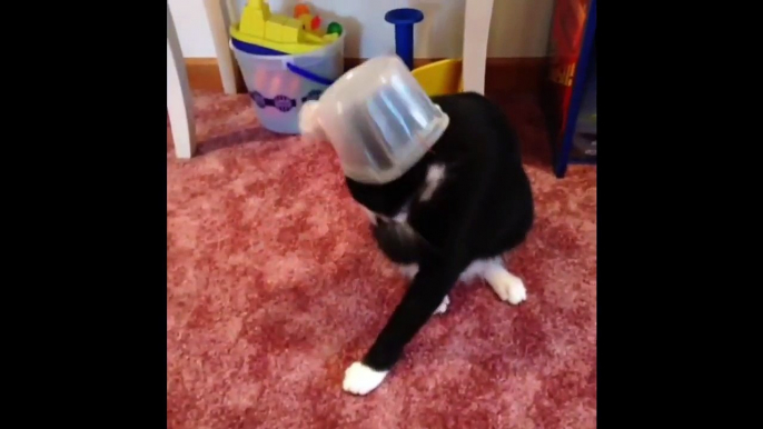 New Funny Cats Vines Compilation