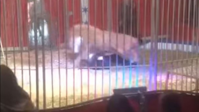 Lion Attacks Trainer During Performance at French Circus