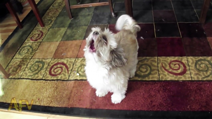 Cody The Screaming Dog - Dog - AFV