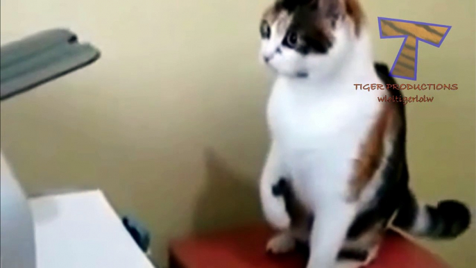 Funny cats annoying owners - Cute cat compilation_10