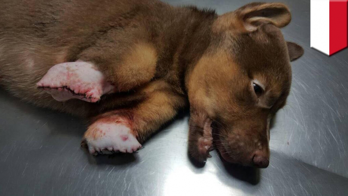 Mutilated dog with severed legs and broken bones saved by Indonesian animal welfare crew