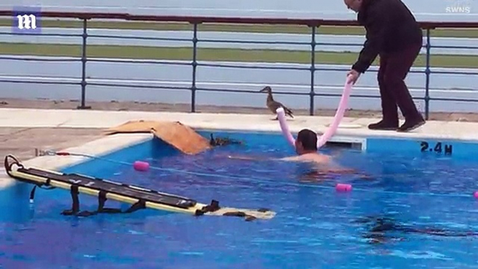Adorable moment lifeguards rescue a mother duck and her nine tiny ducklings who mistook a swimming pool for a pond