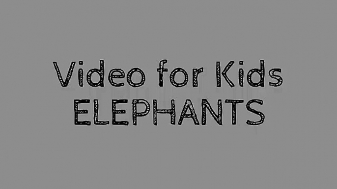 Elephants for Kids - Elephants Playing - African Animals