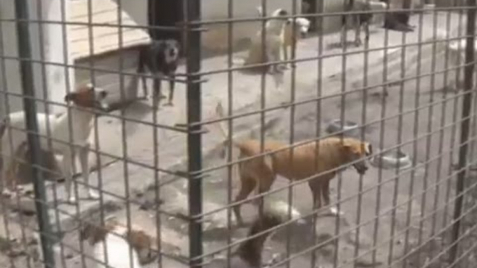 Catania - Canile lager a San Giovanni Galermo, denunciati veterinari (13.05.17)