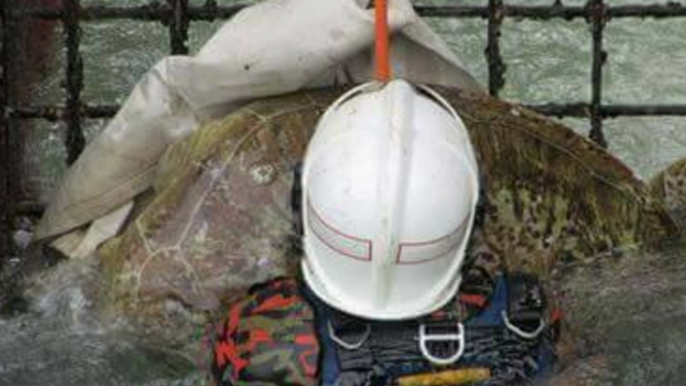 Malaysian Firefighters Save Turtle Stuck to Flood Gate