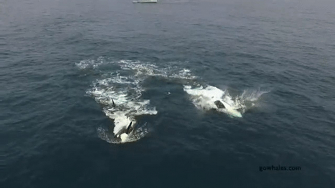 Playful Killer Whales Breach Near Monterey, California