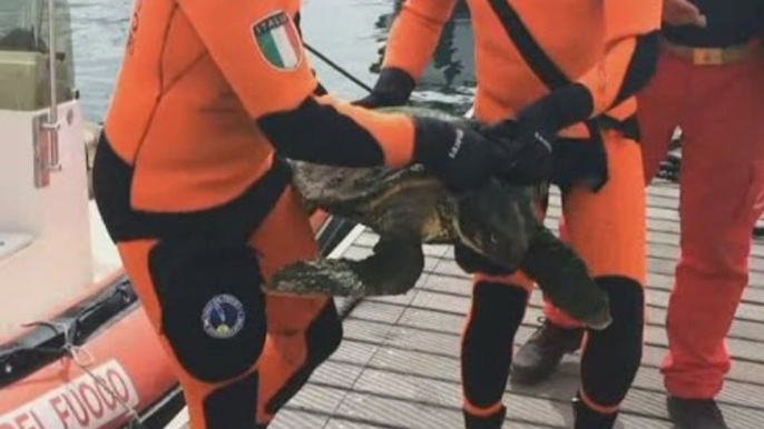 Palermo - Tartaruga marina impigliata in reti da pesca, salvata dai Vigili del Fuoco (16.05.17)
