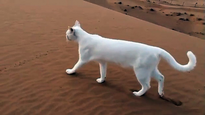 Le saviez-vous, les pattes arrière de chat se posent sur les traces de ses pattes avant