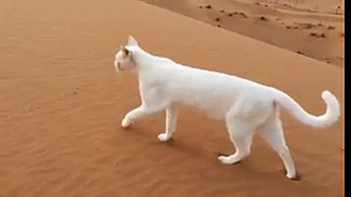 les pattes arrière du chat se posent au même endroit