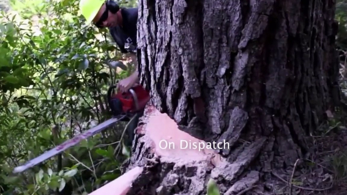 Primitive Technology Falling big tree in forest with Chainsaw Mill