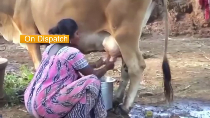 Primitive Farming Excellent Hands Cows Milking