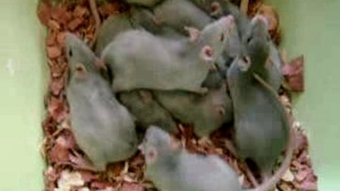 Vidéo 1 Bébés Rats 6 semaines