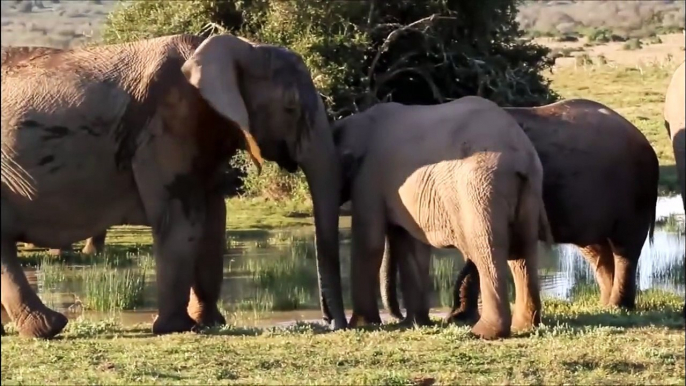 Elephants for Kids - Wild Anim ldren - Elephants Playing