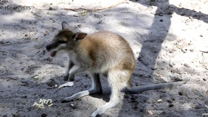 Kangaroos  Funny Kangaroos Playing