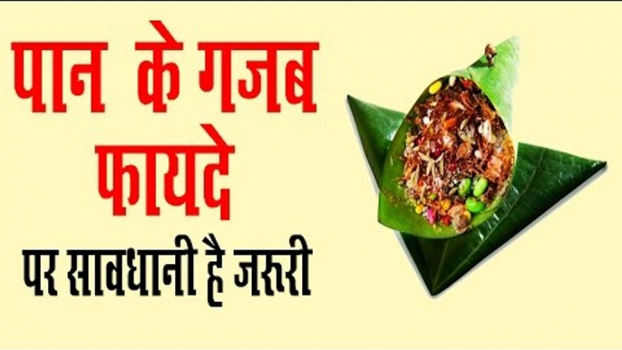 पान खाने  के मस्त मस्त फायदे  | Health Benefits Of Betel | Paan Khane Ke  Fayda In Hindi