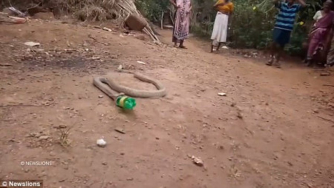 Snake vomiting plastic bottles - ヘビのペットボトルの嘔吐 - सर्प उल्टी प्लास्टिक की बोतलें