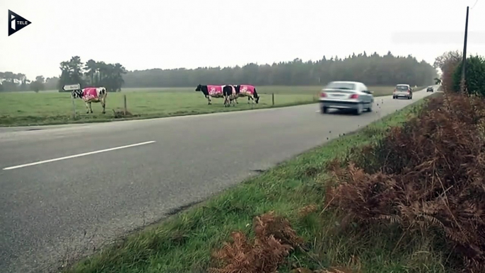 Dans le Morbihan, les vaches font de la publicité-l3minV8rkd8