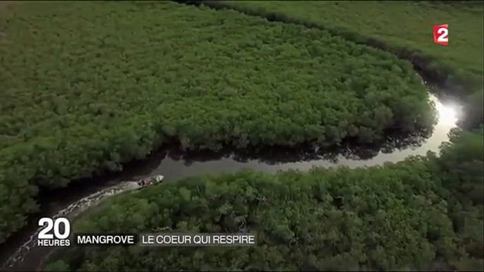 La mangrove, ce véritable poumon vert-5uoQp4ChVlM