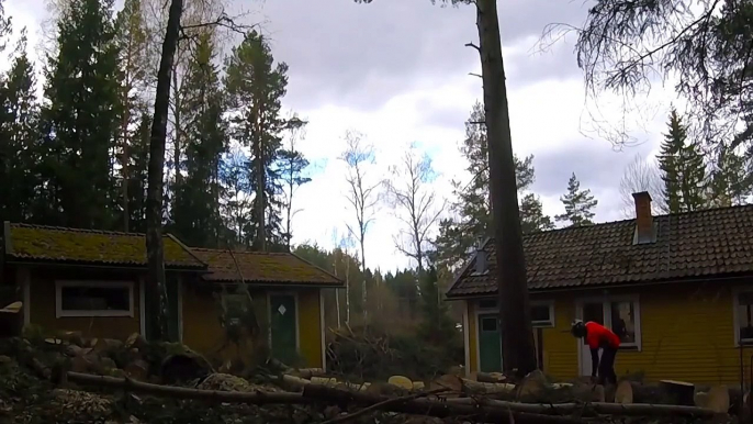 Il est chaud le bucheron : abattre un arbre entre 2 maisons