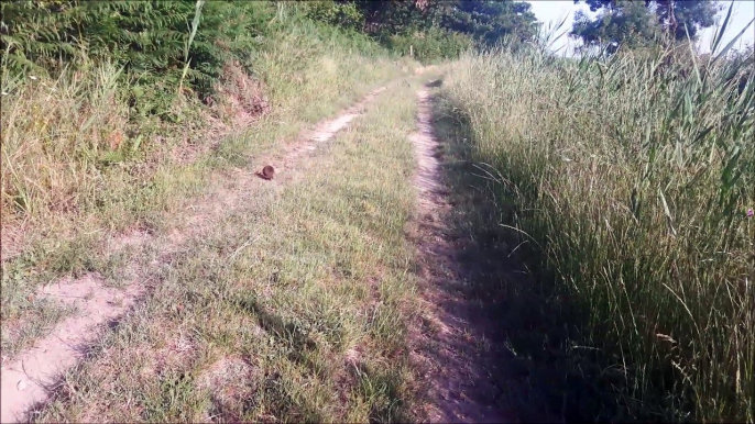 Un hérisson en promenade