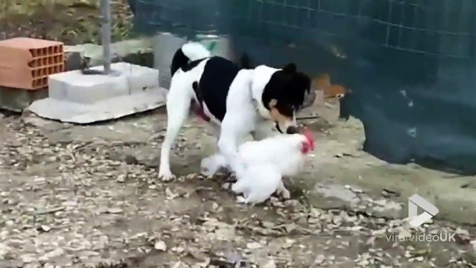 Ce chien est tellement en manque qu'il va s'amuser avec une poule... WTF