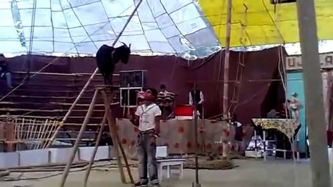 High performance circus performances