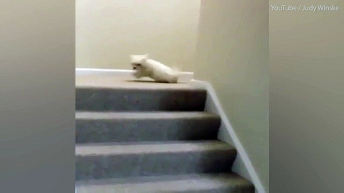 Vengeful puppy watches her sister bounce down the stairs after PUSHING her in a hilarious video of play-fighting pooches