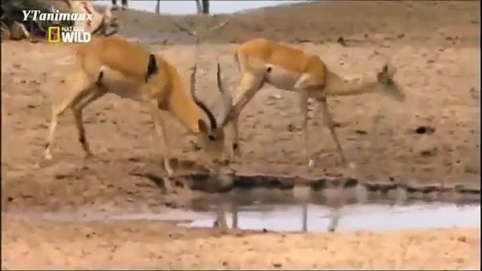 Wild Animal CROCODILE A FIERCE ATTACK deer Safari2 NEW@croos South Africa Lion vs Giraffe _ Wild Attack Animals_Man VS Donkey Best Wild Animal Lions