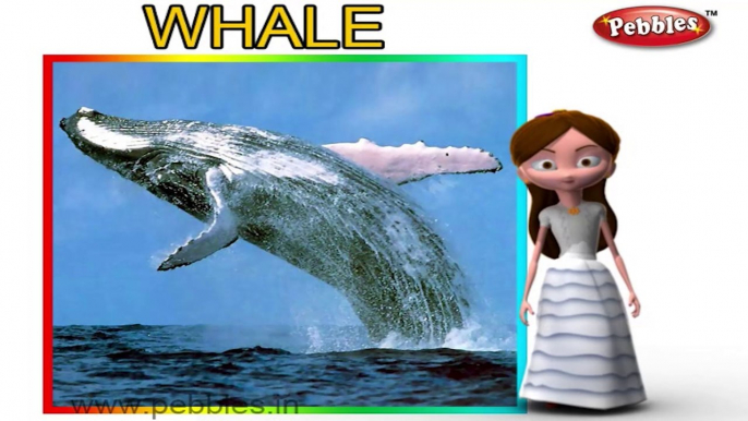 Whale | 3D animated nursery rhymes for kids with lyrics | popular animals rhyme for kids | Whale song | Animal songs | Funny rhymes for kids | cartoon | 3D animation | Top rhymes of animals for children