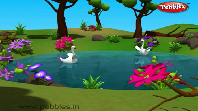 Swan | 3D animated nursery rhymes for kids with lyrics  | popular Birds rhyme for kids | Swan song | bird songs | Funny rhymes for kids  | cartoon | 3D animation | Top rhymes of bird for children