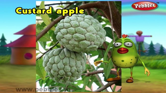 Custard Apple | 3D animated nursery rhymes for kids with lyrics  | popular Fruits rhyme for kids |Custard apple song | Fruits songs |  Funny rhymes for kids | cartoon  | 3D animation | Top rhymes of fruits for children
