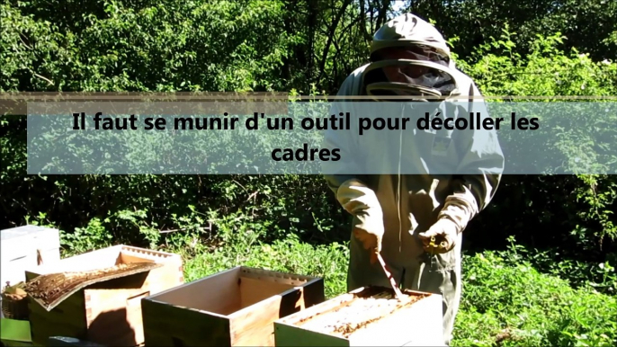 Ardennes : les abeilles s'installent à l'usine