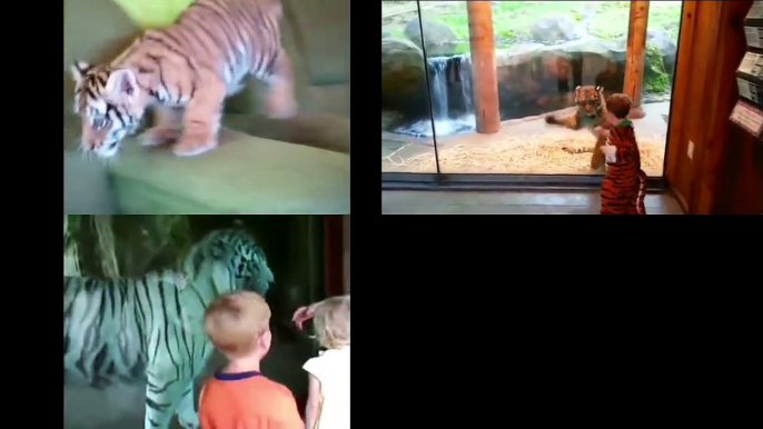 190.FUNNY TIGER VIDEOS ★ Funny Tiger VIDEOS 2015 (HD) [Funny Pets]