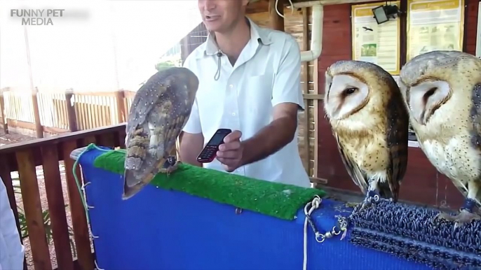 161.Funny Owls (NEW) (HD) [Funny Pets]