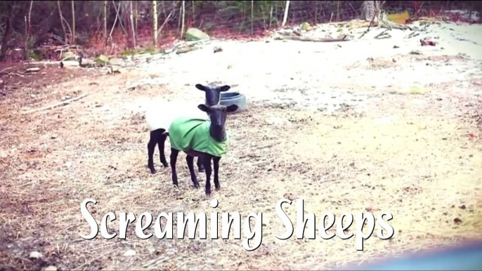 202.SCREAMING SHEEP ★ Funny Screaming Sheep Compilation (HD) [Funny Pets]