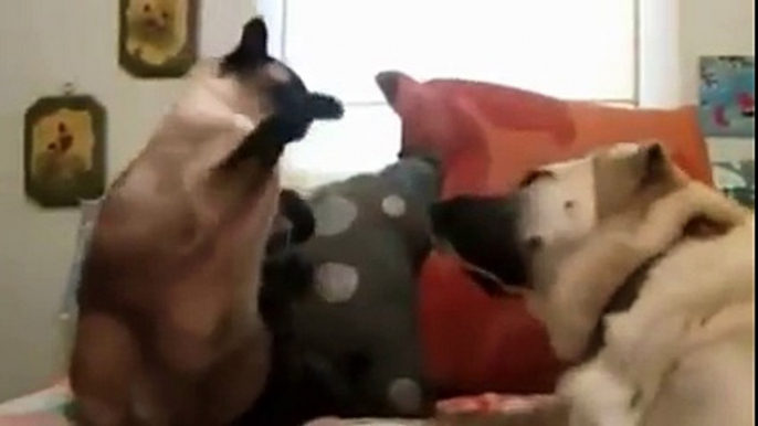 [FUNNY VIDEOS] Cats vs Dogs FUNNY Animal Funny Video #2013