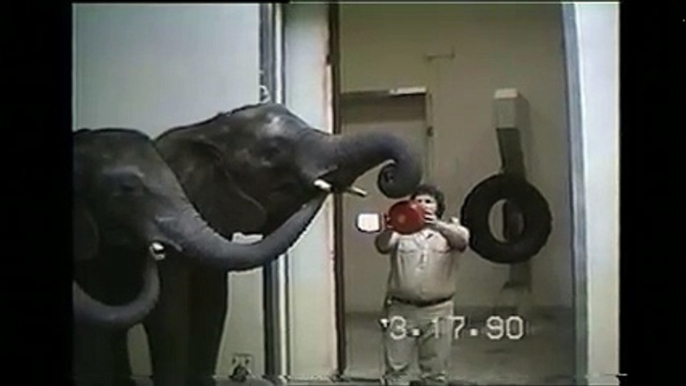 An Elephant Learns to YoYo