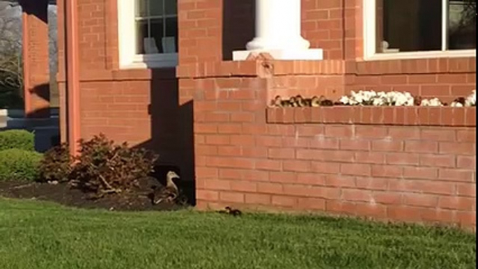 Baby Ducks Learning to Fly