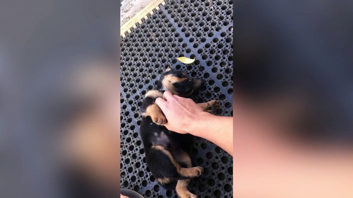 Trop mignon ce bébé chien fatigué s'endort en jouant !